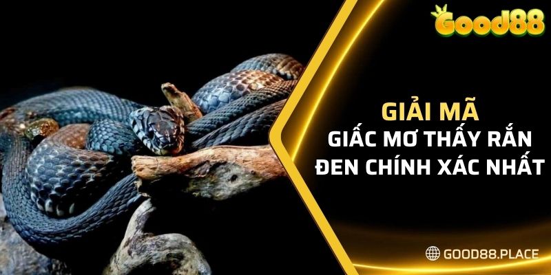 Giải mã giấc mơ thấy rắn đen chính xác nhất cho thành viên